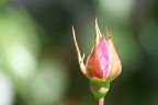 Bocciolo di rosa, a me non dice molto per  piaciuta molto a tante mie amiche... sentimento femminile o davvero questa foto ha qualcosa che non percepisco?
Commenti e critiche graditissimi!