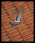 In volo