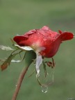 Oh rose..