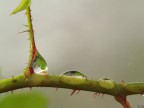 Drops