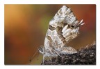 Sindrome d'autunno Sindrome d'autunno