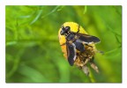 Diptera Umbertis Diptera Umbertis