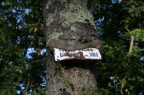 Albero che si  impossessato del cartello messo dall'uomo "bella rivincita"