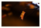 Autunno...
