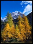 Larici dorati , sullo sfondo del S.Sebastiano -Tamr.
Passo Duran, Dolomiti, BL. 1996