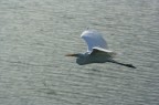 Airone bianco maggiore