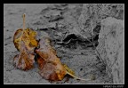 L'autunno