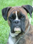 Ma pu il mio cane avere una faccia tale?