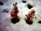 Questa foto  stata fatta in occasione di una nevicata primaverile, come si nota la risoluzione della macchina era "un pixel qu e un pixel l"