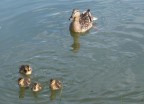 La tenerezza dei cuccioli