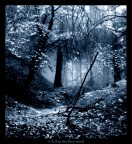 Light & shadow in a fairy wood Light & shadow in a fairy wood