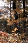 autunno al bosco quarto