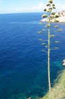 Costa croata
