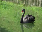 cigno nero