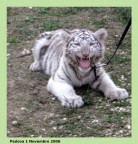 tigre bianca