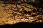 alba in namibia