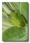 verde tra i verdi