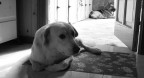 uno dei miei cani kiko