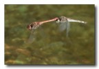 Libellule in volo