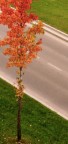 autumn leaves