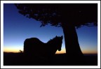 Tramonto bestiale