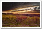 Vigne al Tramonto
