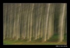 Pineta