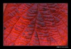 Texture (Autunno 2)