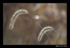 Spighe (controluce)