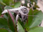 farfalla notturna