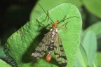 Panorpa_communis