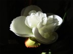 No parfum
