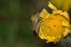 Appeso ad un fiore
