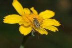 Sul fiore