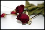 ...rosa...