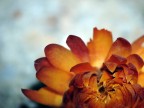 fiori secchi1