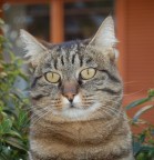 ...quando la gatta fa da modella...