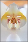 Orchigatto