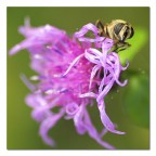 La mosca non quadra