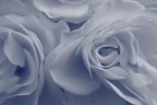rose texture