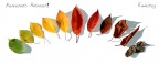 Benvenuto autunno