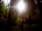 Un bel sole d'ottobre tra i rami di questi alberi favolosi!!