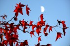 last autumn moon