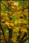foglie autunnali