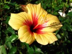 Ibiscus giallo 2