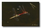 In Volo 8