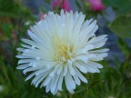 Macro del fiore Astro