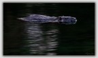 Nessie.