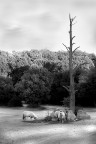 pecore e vecchio albero