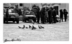 piumati e pennuti